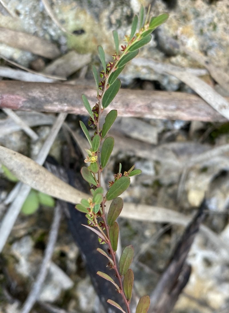 Phyllanthus caroliniensis subsp. saxicola photo 2