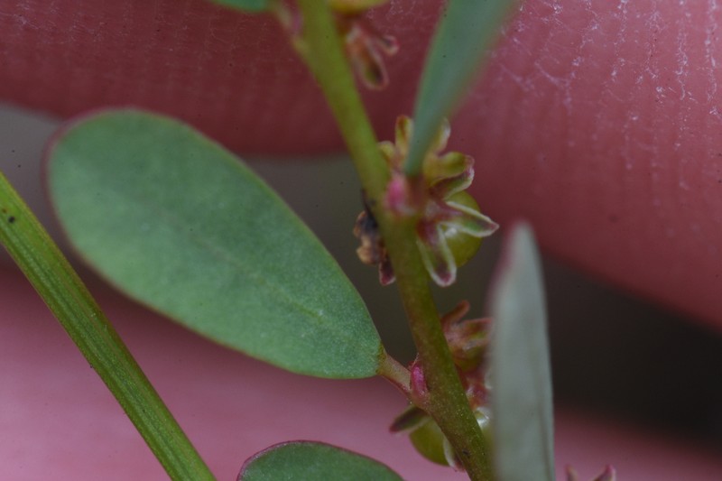 Phyllanthus caroliniensis subsp. saxicola photo 3