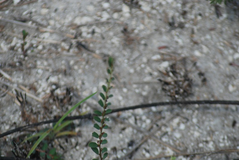 Phyllanthus caroliniensis subsp. saxicola photo 4