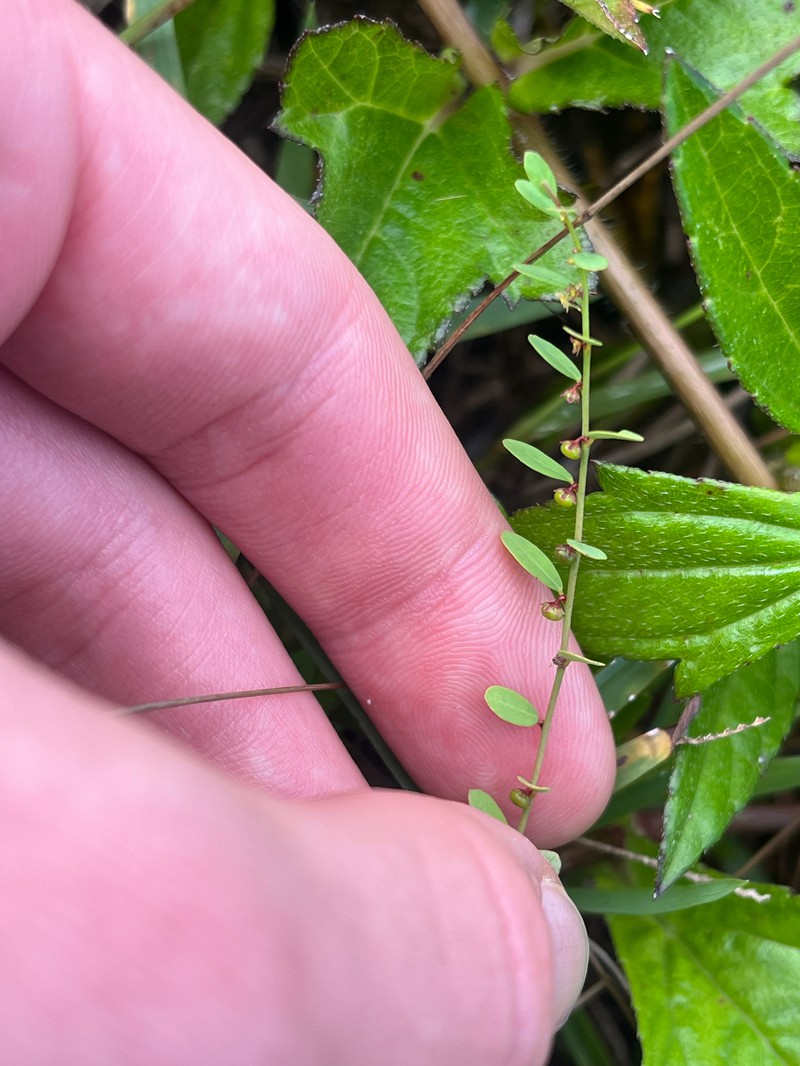 Phyllanthus caroliniensis subsp. saxicola photo 5