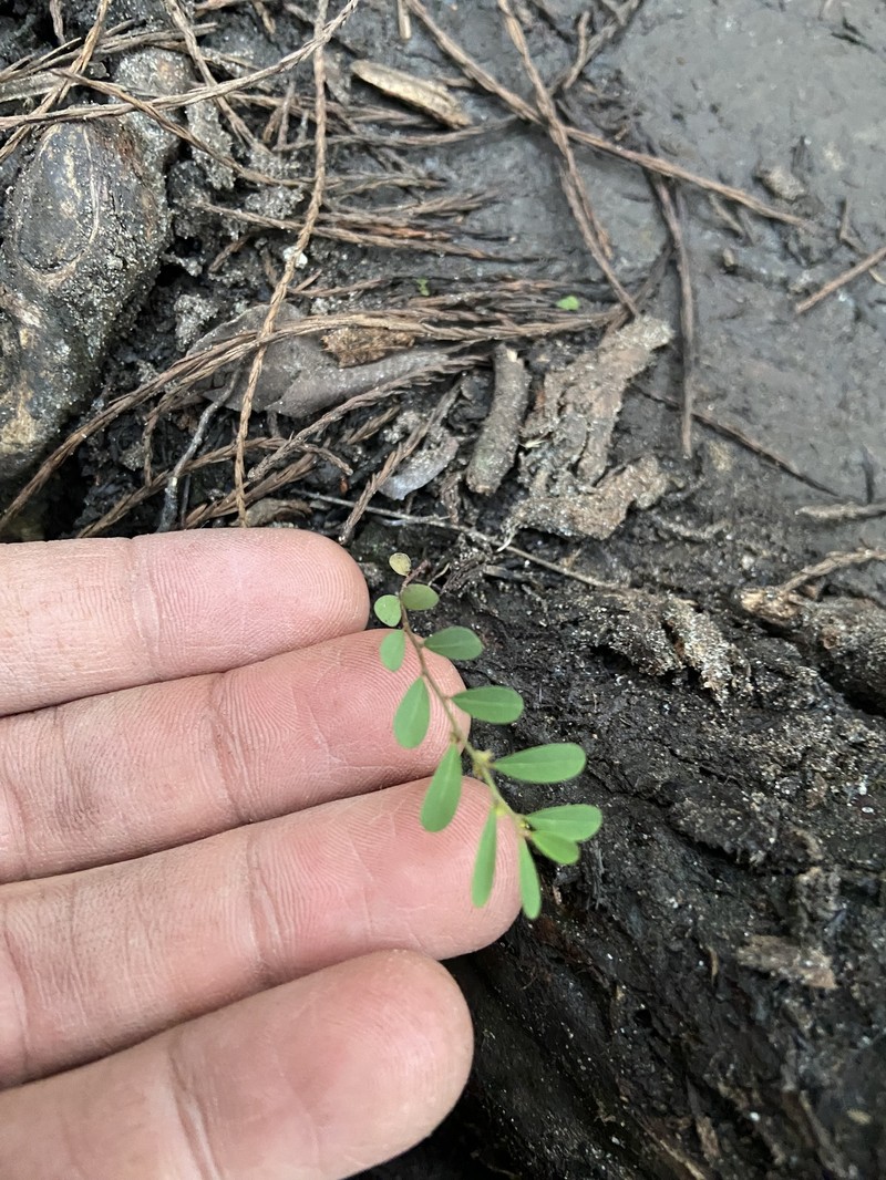 Phyllanthus caroliniensis subsp. saxicola photo 7