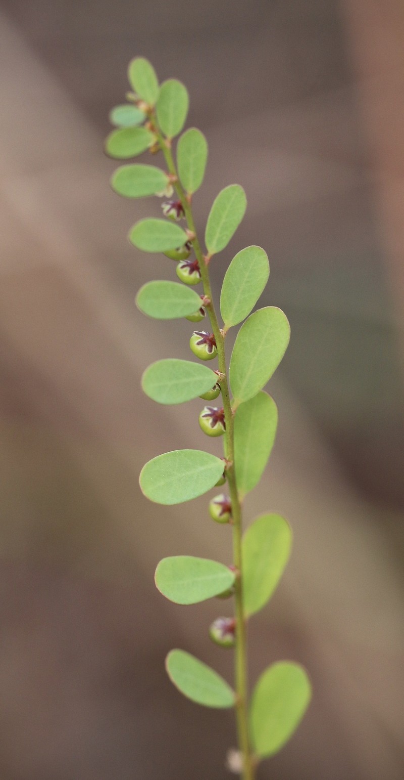 Phyllanthus caroliniensis subsp. saxicola photo 8