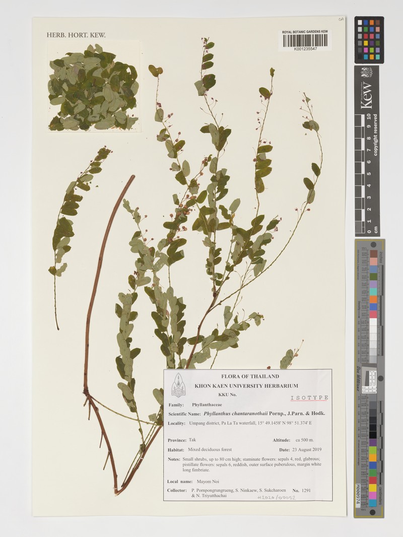 Phyllanthus chantaranothaii