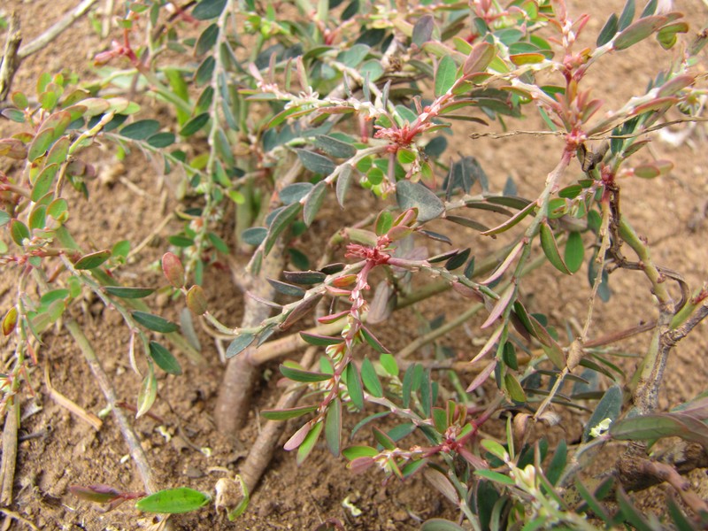 Niruri photo 2