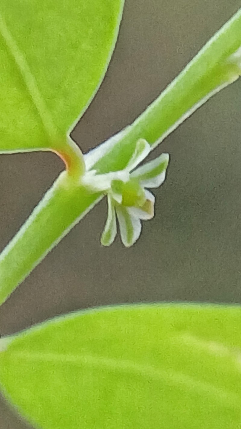 Niruri photo 3