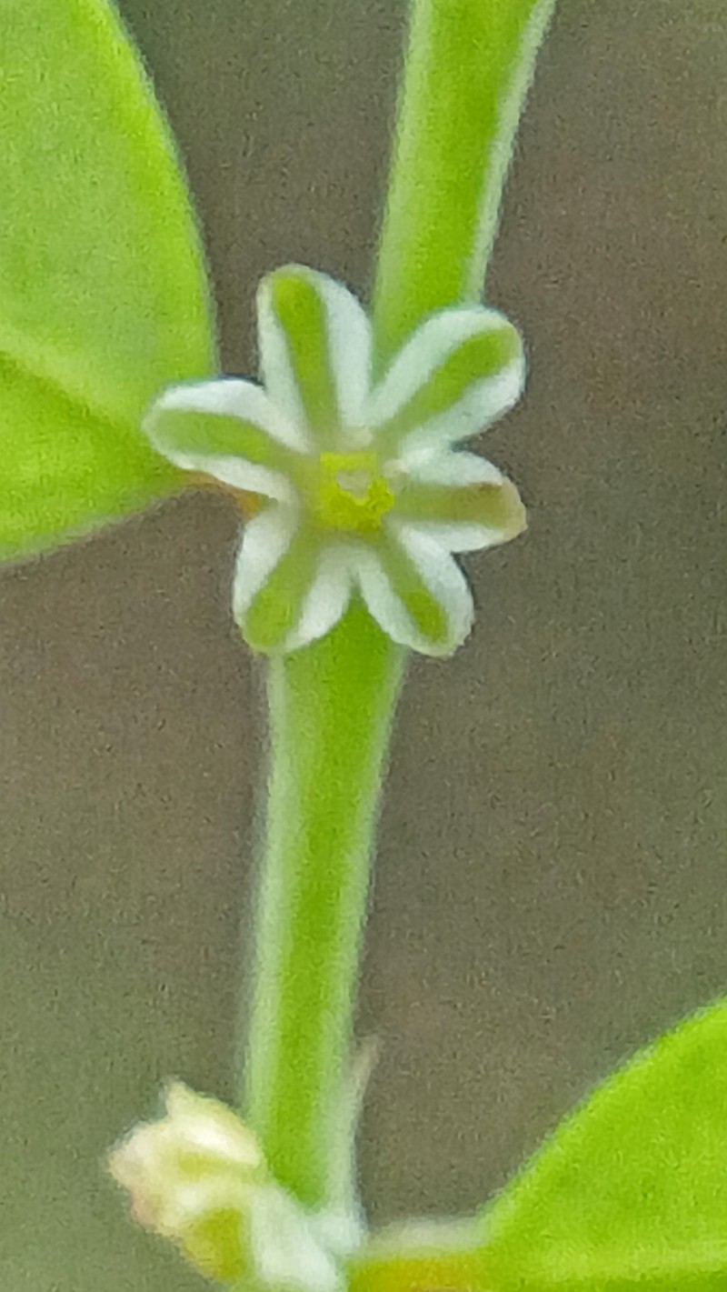 Niruri photo 4