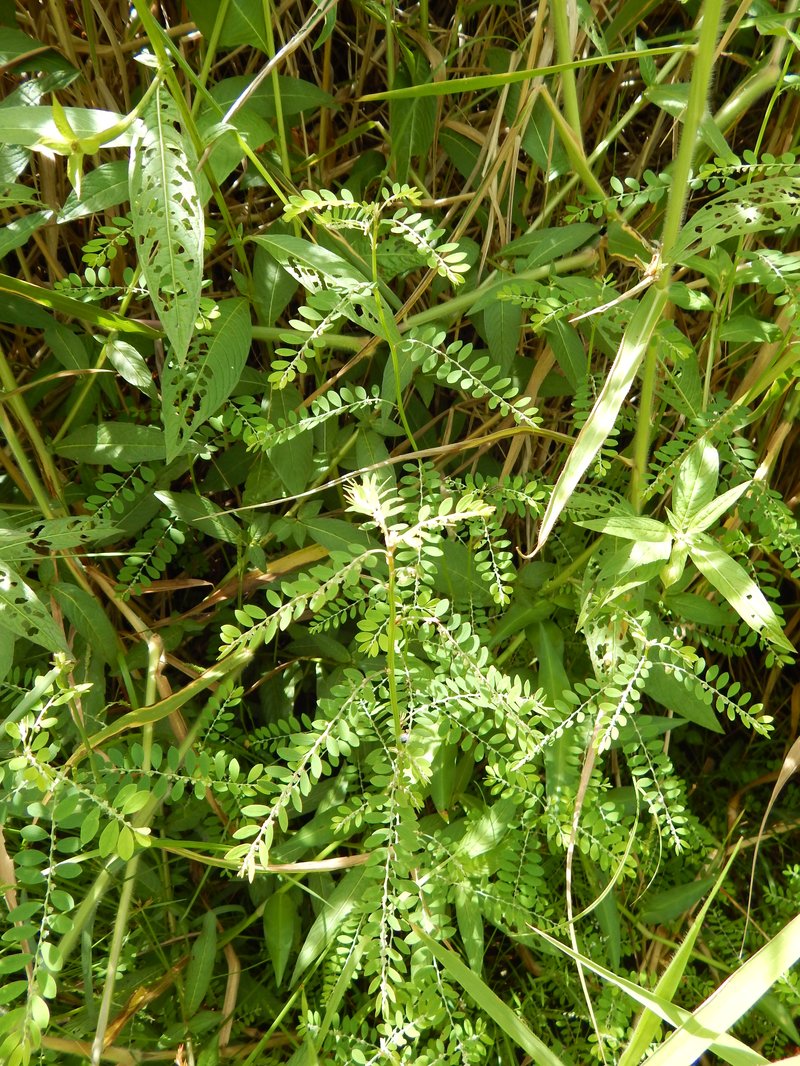 Niruri photo 5