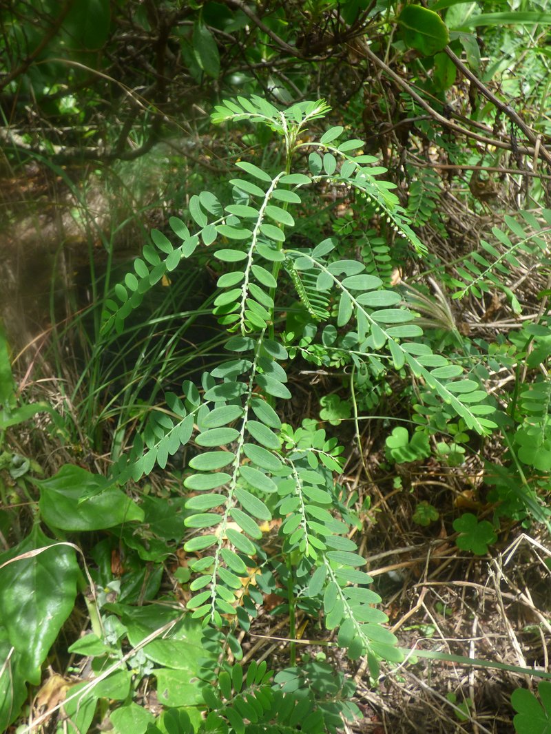 Niruri photo 7