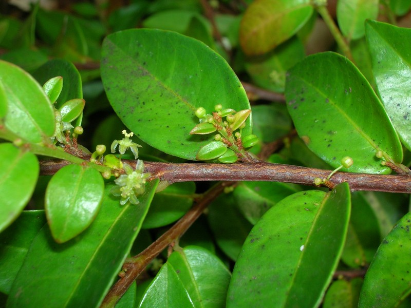 Pamakani Mahu