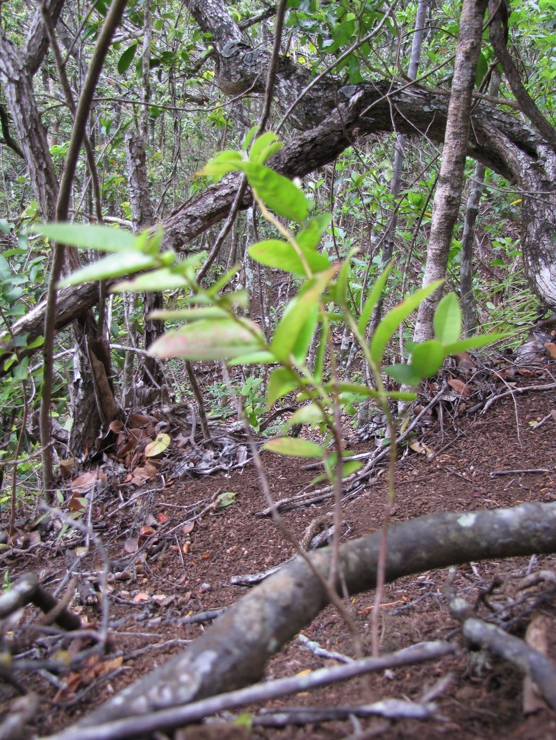 Pamakani Mahu photo 3