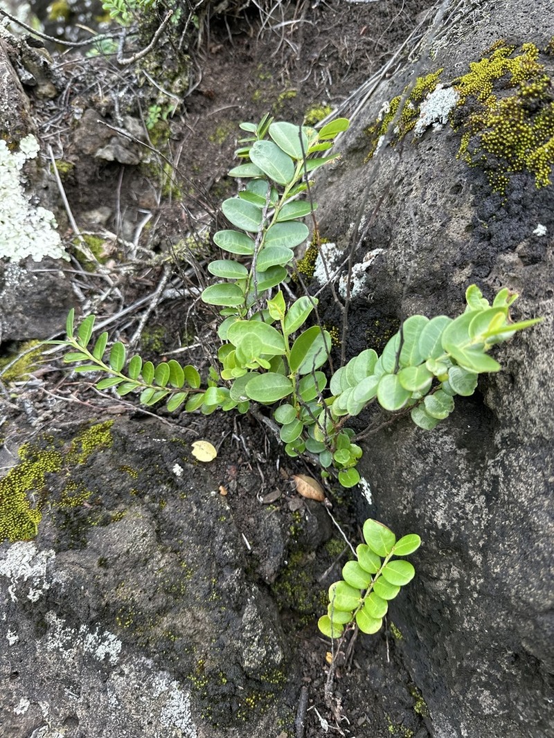 Pamakani Mahu photo 3