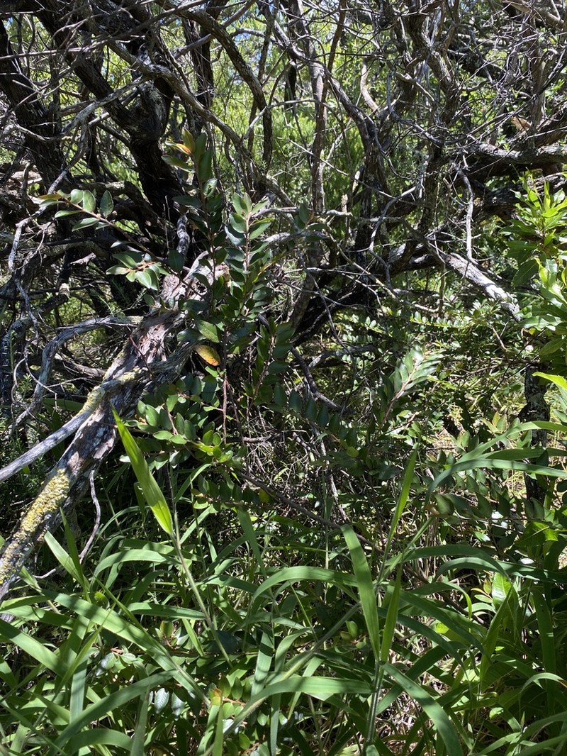 Pamakani Mahu photo 4