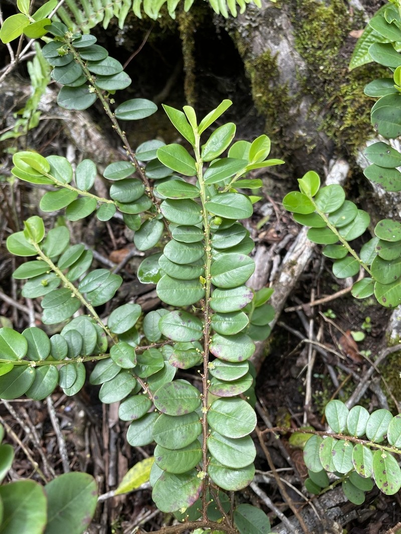 Pamakani Mahu photo 5