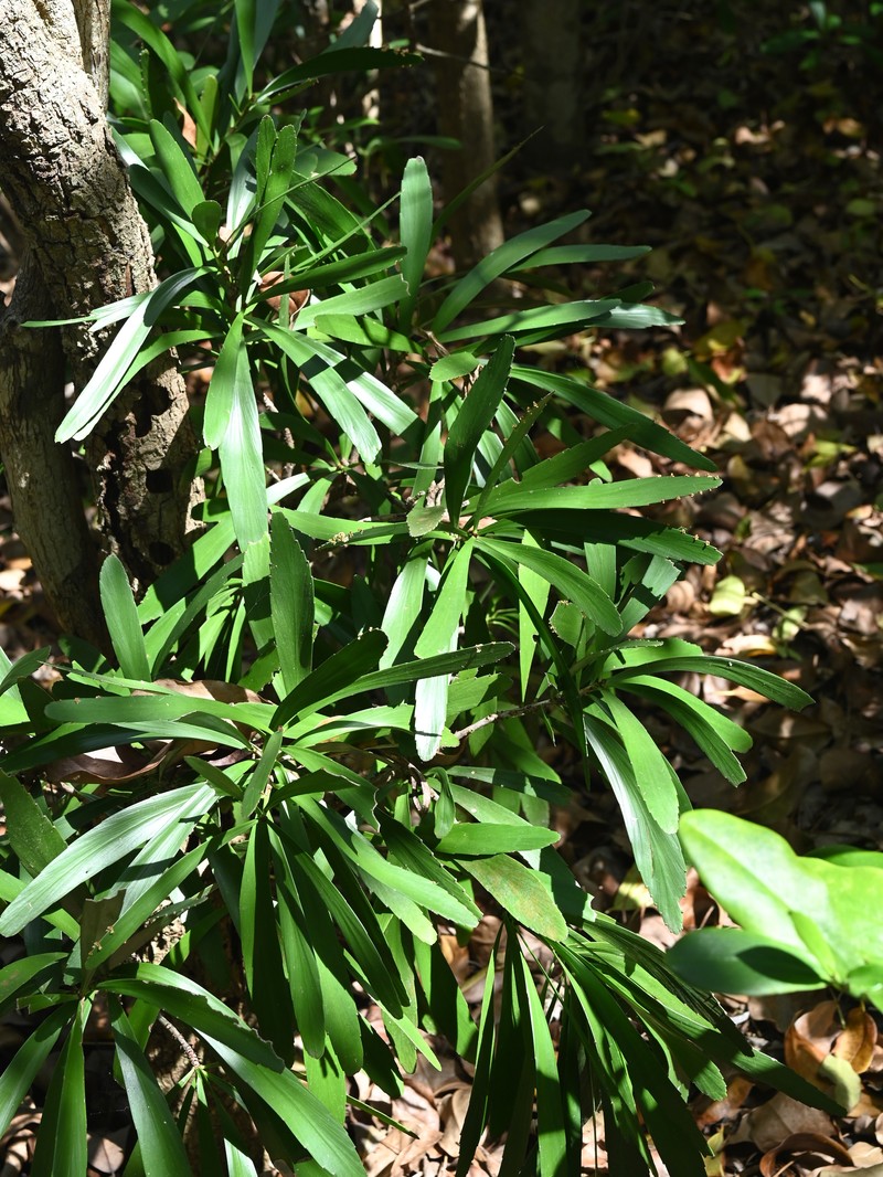 Swordbush photo 5