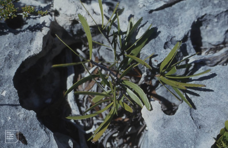 Swordbush photo 6