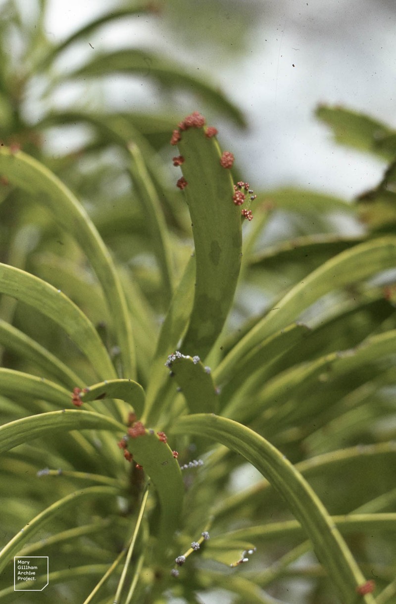 Swordbush
