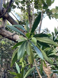 Swordbush