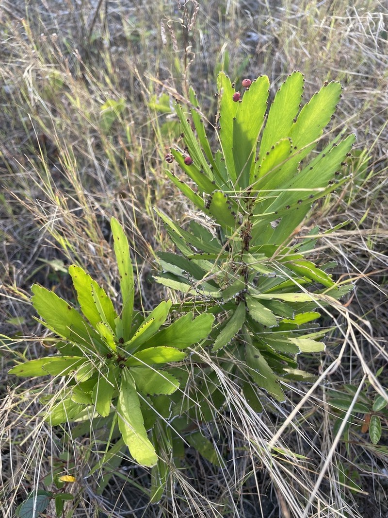 Swordbush photo 2