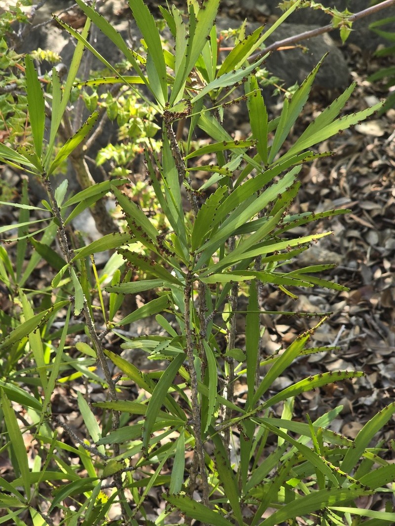 Swordbush photo 3
