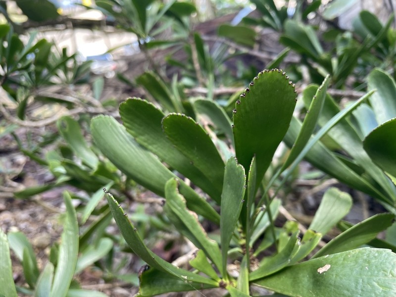 Swordbush photo 5