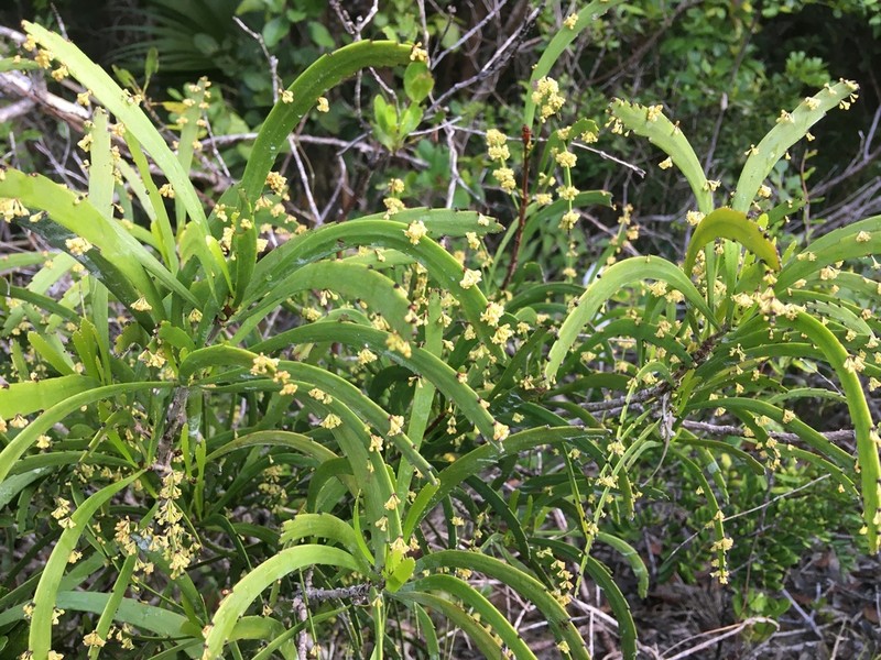 Swordbush photo 6