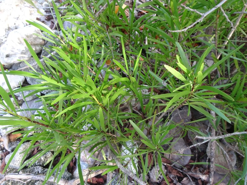 Swordbush photo 7