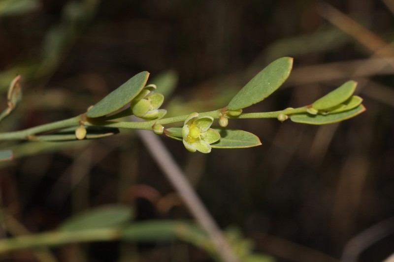 Phyllanthus eremicus