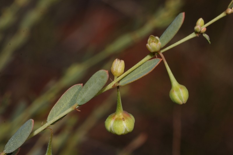 Phyllanthus eremicus photo 2