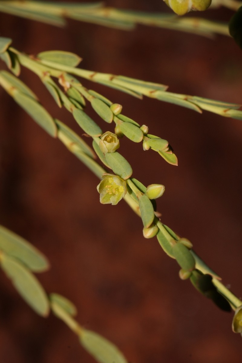 Phyllanthus eremicus photo 4