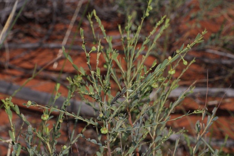 Phyllanthus eremicus photo 5