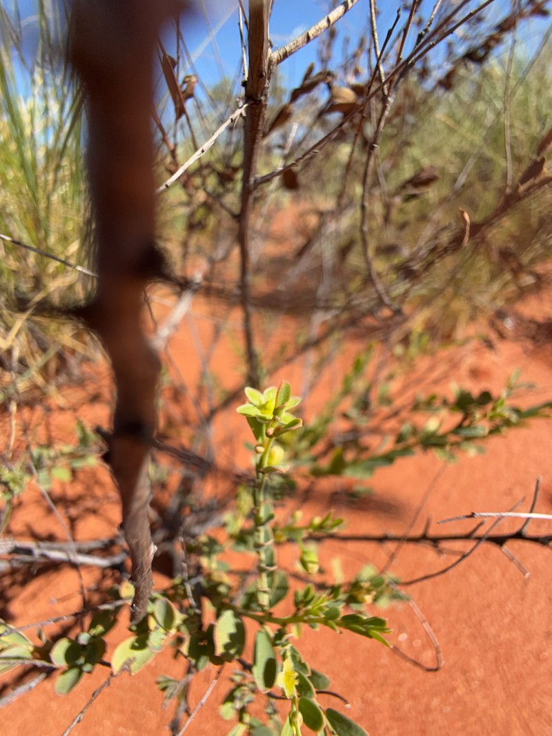 Phyllanthus eremicus photo 6