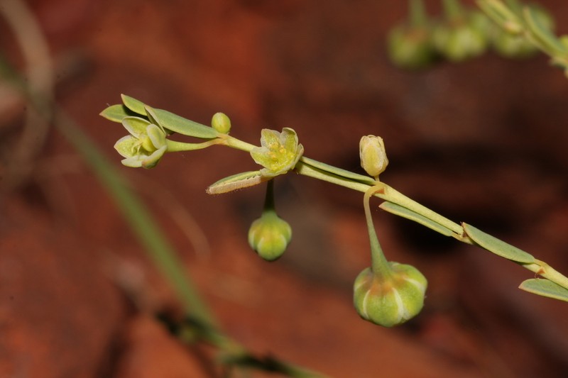Phyllanthus eremicus photo 7