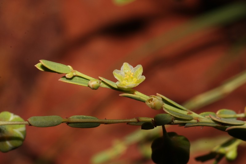 Phyllanthus eremicus photo 8
