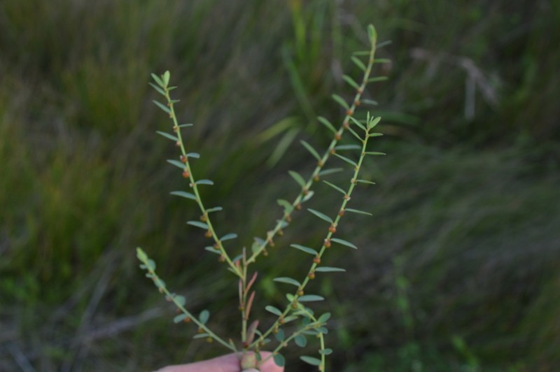Birdseed Leaf-Flower photo 5