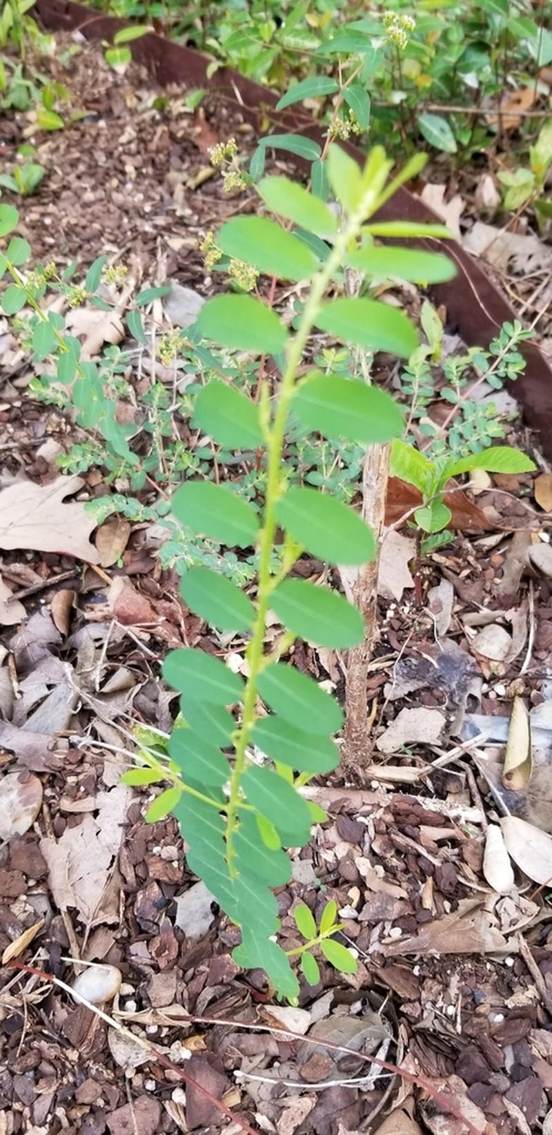 Birdseed Leaf-Flower photo 6