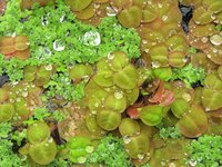 Floating Spurge