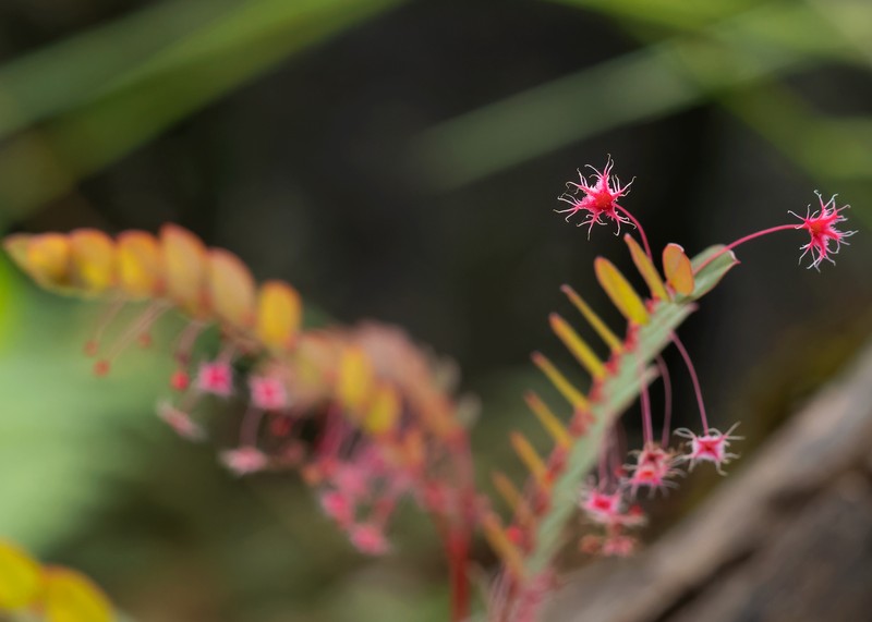 Phyllanthus huamotensis photo 3