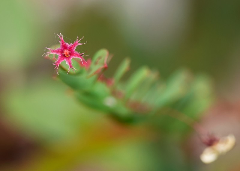Phyllanthus huamotensis photo 4