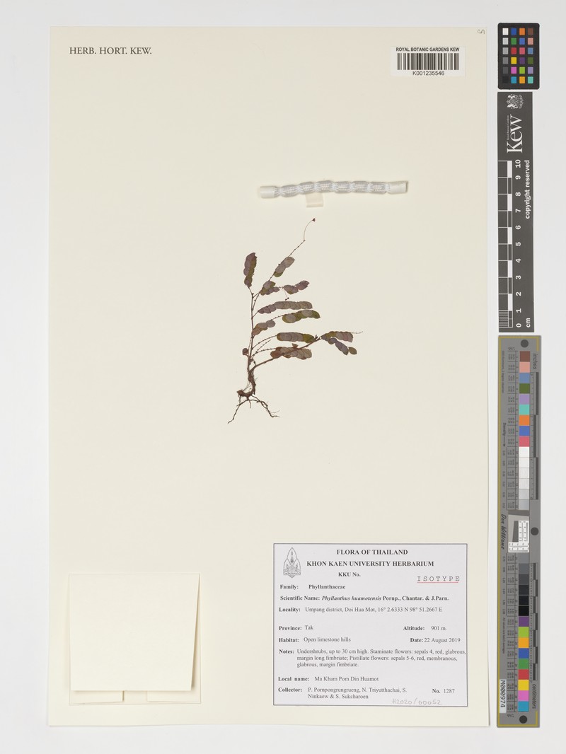 Phyllanthus huamotensis photo 5