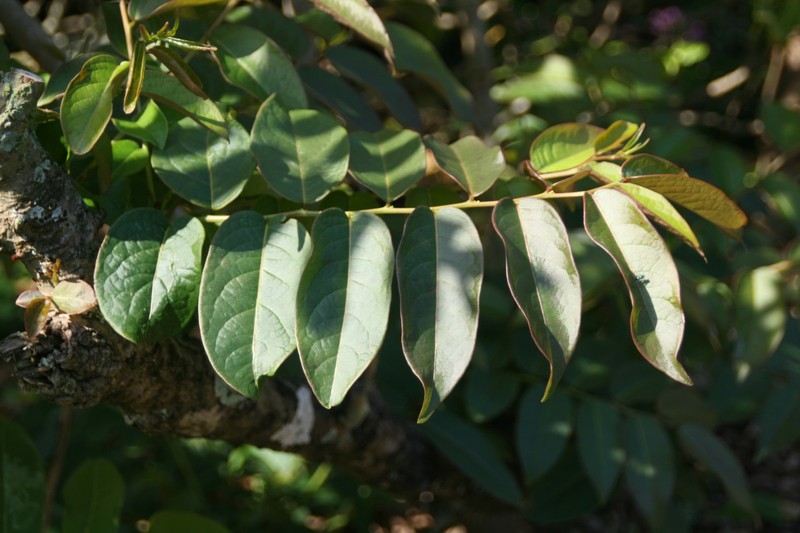 Gamo De Costa photo 2