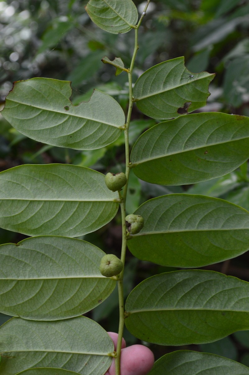 Gamo De Costa