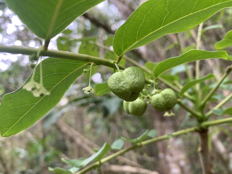 Gamo De Costa photo 2