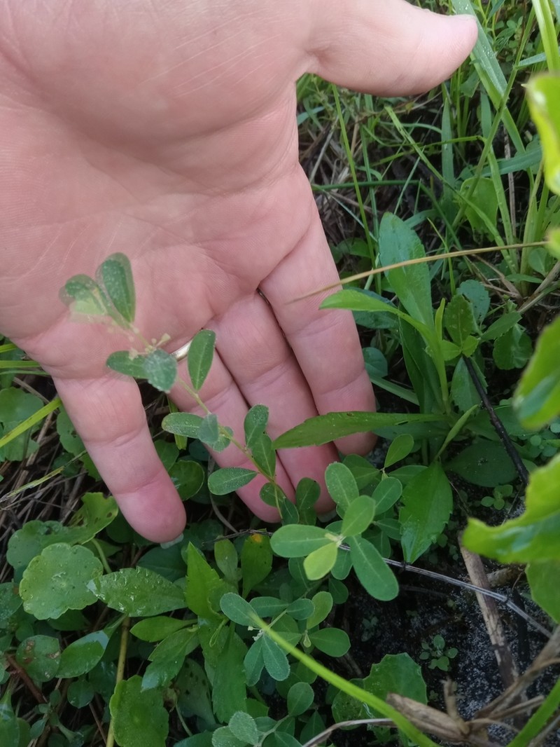 Florida Leaf-Flower