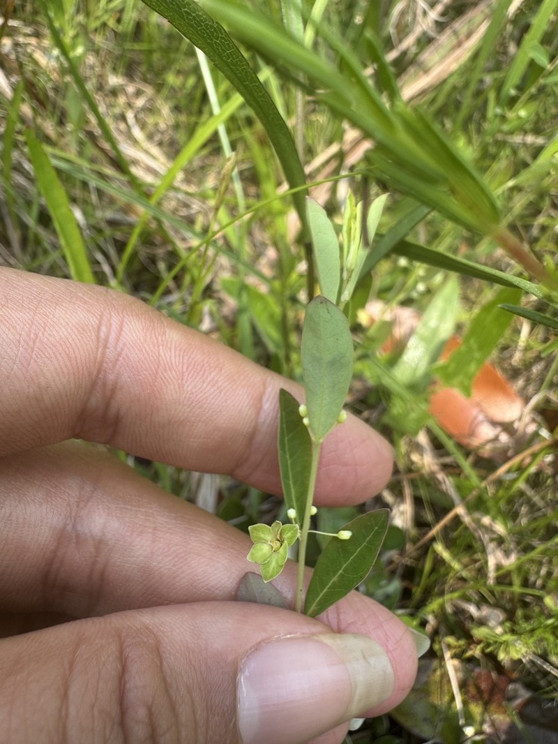 Florida Leaf-Flower photo 8