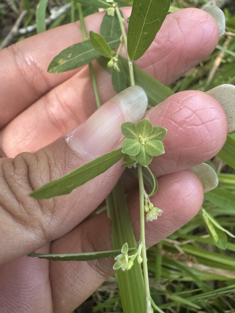 Phyllanthus liebmannianus subsp. platylepis