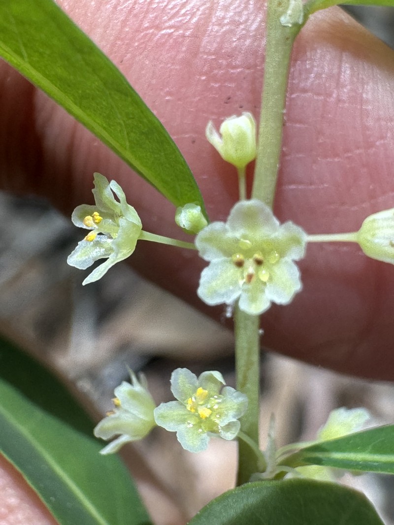 Phyllanthus liebmannianus subsp. platylepis photo 3