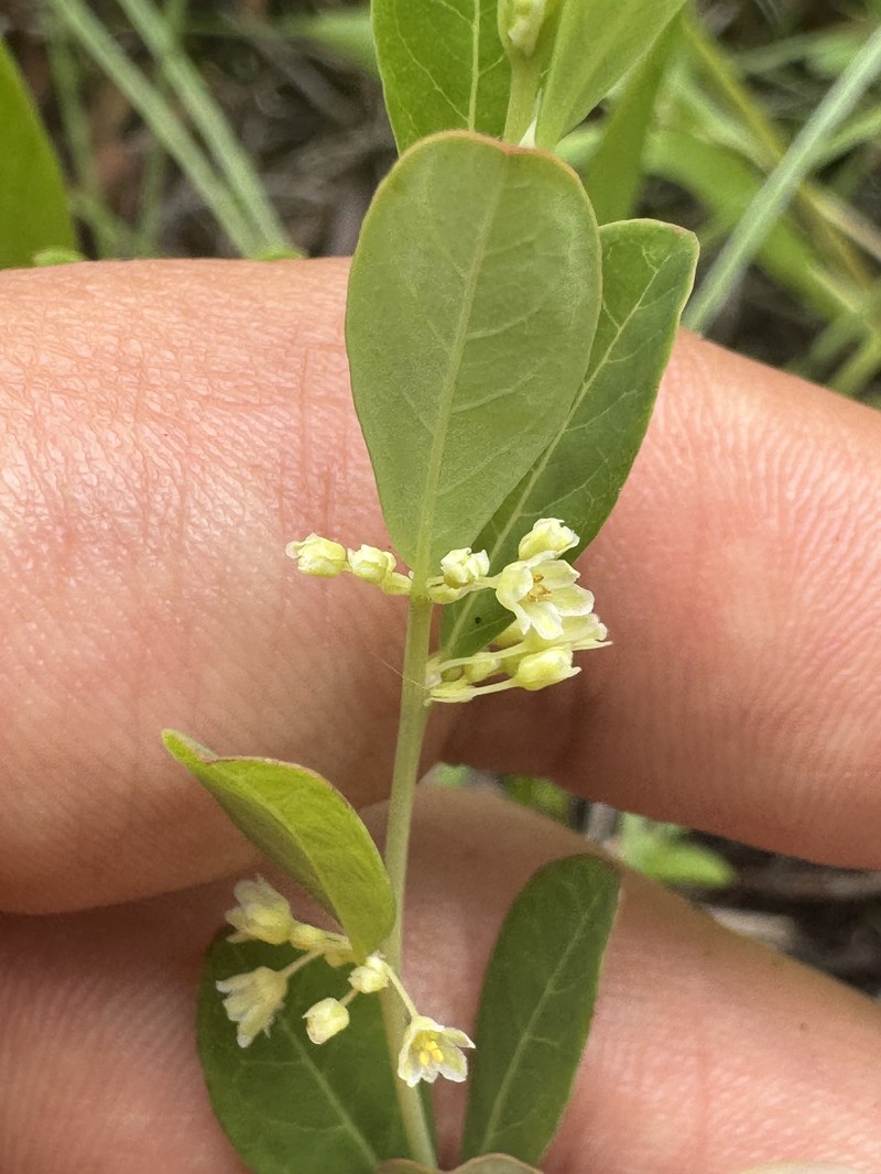 Phyllanthus liebmannianus subsp. platylepis photo 4