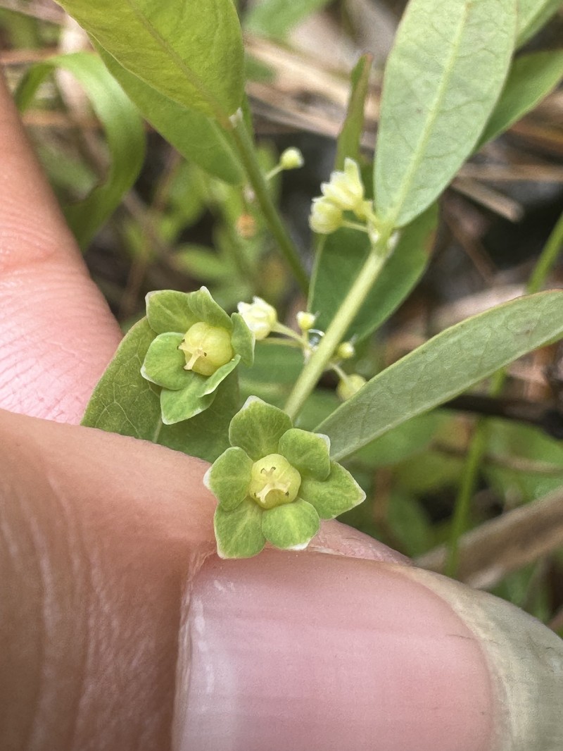 Phyllanthus liebmannianus subsp. platylepis photo 5