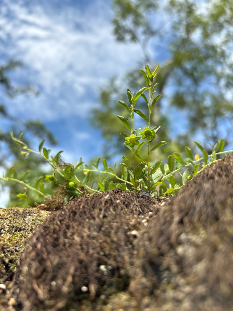 Phyllanthus liebmannianus subsp. platylepis photo 7