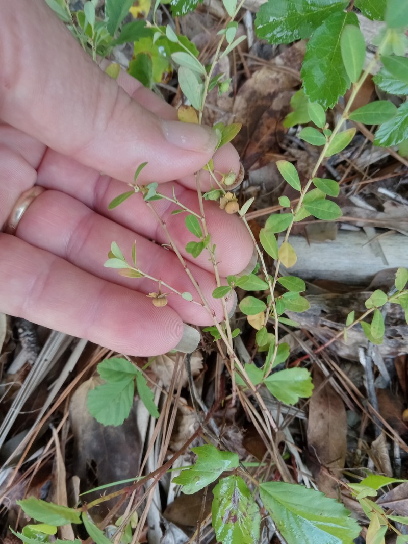 Phyllanthus liebmannianus subsp. platylepis photo 8